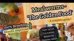 'Mealworms for Birds - \"The Golden Food\"  A Complete Guide || BirdsofKanth || Tamil'