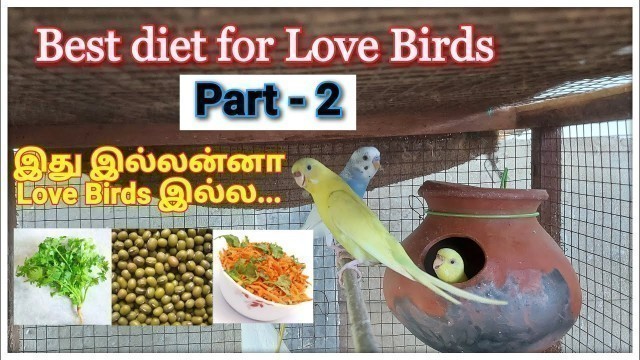 'Love Birds க்கு ஊட்டச்சத்துள்ள உணவுகளும் அதன் பயன்களும் - Part 2 | Best foods for Love Bird in tamil'