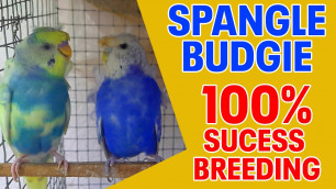 'Spangle budgies in TamilRainbow budgieslove birds Madurai Budgies/Double factor spangle/Love bird'