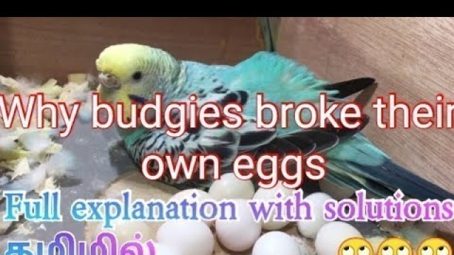 'Why budgies eggs were broken inside the nest and why parent birds eat their own eggs . Cure in tamil'