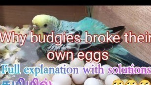 'Why budgies eggs were broken inside the nest and why parent birds eat their own eggs . Cure in tamil'