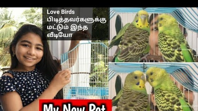 'National Birds Day/My New Pet/ Love Birds Video in Tamil/Pet Video in Tamil/Love Birds Care in Tamil'