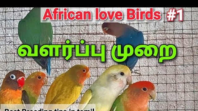 'African love Birds ( tamil ) | part 1 | best breeding and caring tips in tamil | Real Feathers'