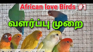 'African love Birds ( tamil ) | part 1 | best breeding and caring tips in tamil | Real Feathers'