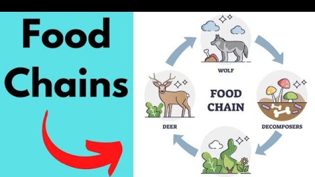 'Importance of a Food Chain'