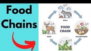 'Importance of a Food Chain'