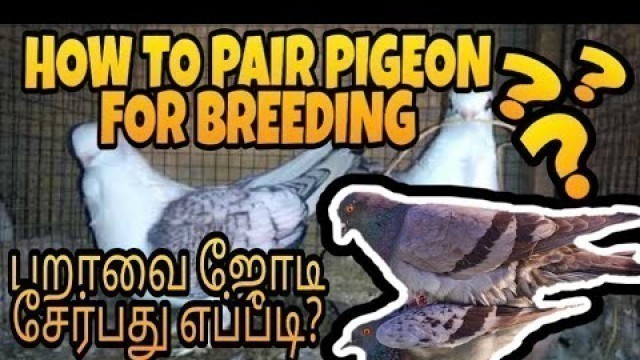 'HOW TO PAIR PIGEONS FOR BREEDING IN TAMIL || WE LOVE BIRDS'