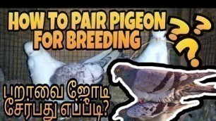 'HOW TO PAIR PIGEONS FOR BREEDING IN TAMIL || WE LOVE BIRDS'