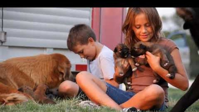 'Health Extension Grain Free Dry Dog Food'
