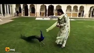 'मोर को कुन सुगावे भोगो का भ्रतार कून सुगण जावे