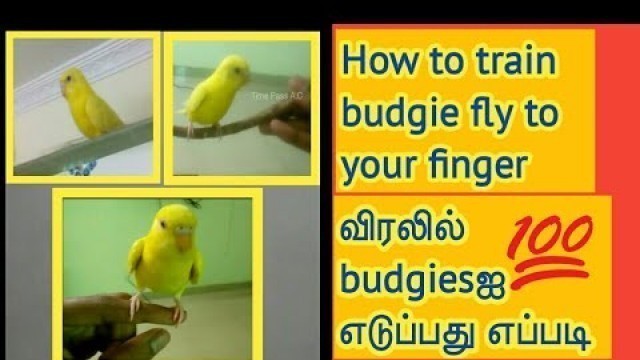 'How to train budgie fly to your finger in Tamil ||Ben Birds World'