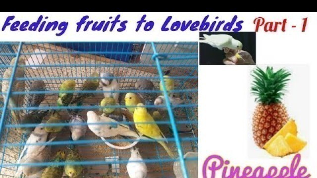 'Love Birds food | in tamil | love bird eating pineapple | healthy birds | birds food|bird nutrition'