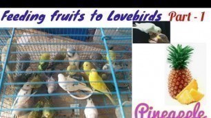 'Love Birds food | in tamil | love bird eating pineapple | healthy birds | birds food|bird nutrition'