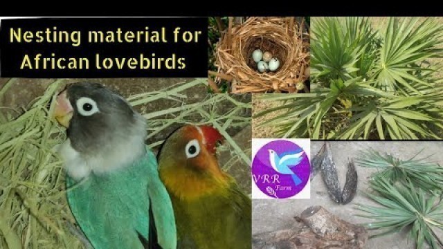 'Nesting material for African lovebirds/nesting habit in tamil/VRR birds farm (Coimbatore )'