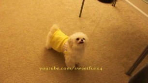 'Dog Training: Shiffon puppy Singing & Dancing for Food'