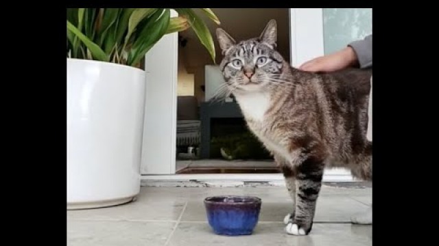 'Purina Pro Plan Focus Adult Urinary Tract Health Formula Cat Food Eating Demonstration'