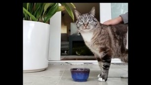 'Purina Pro Plan Focus Adult Urinary Tract Health Formula Cat Food Eating Demonstration'