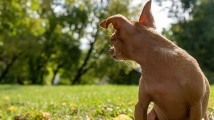 'What Kind Of Dog Food Do We Feed Our Picky Chihuahua Dogs?'