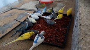 'Healthy Soft Food | My Breeding Birds | தமிழில் | Fancy Birds Chennai'