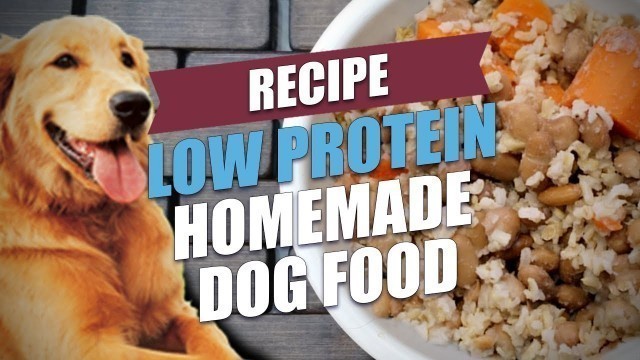 'Low Protein Homemade Dog Food Recipe (Cheap and Healthy)'