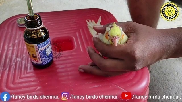 'Medicine for Injury Birds | Cockatiel Chick |தமிழில் | Episode no-51 | fancy birds chennai'