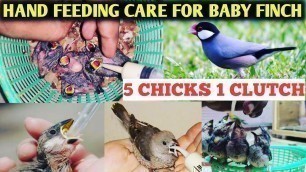 'Hand feeding baby finch | How to hand feed finch | Java finch | Tamil'