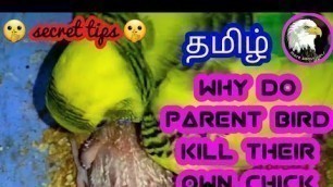 'why do parent birds kill their own chicks | tamil | more about pets | MAP |'