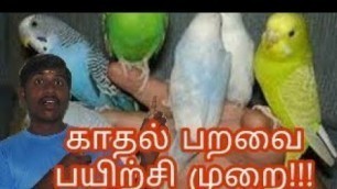 'Birds Love Birds Tamil tips 