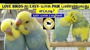 'LOVE BIRDS-ஐ EASY- யாக PAIR பண்ணுவது எப்படி? | BUDGIES EASY PAIRING DETAILS | EASY- யான 2 வழிகள் |FK'