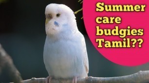 'Budgies Summer care disease Tamil|budgie (love birds) hair problem and feathers problem tamil'