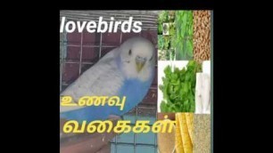 'what is Love birds healthy food for budgies(love birds) in tamil'