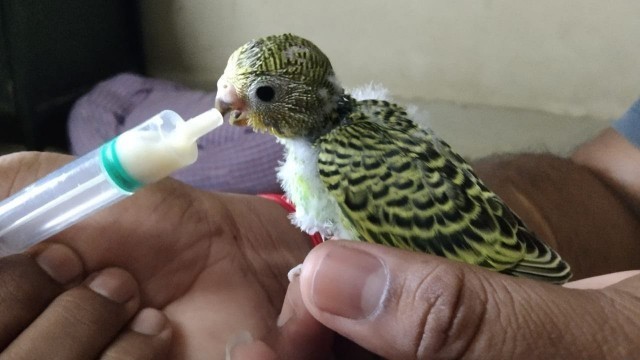 'RIGHT WAY TO TAME BUDGIES // HAND FEEDING FOR BUDGIES // LOVE BIRDS CHICKS // LAKSHAY VLOG TAMIL'