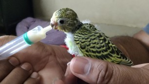 'RIGHT WAY TO TAME BUDGIES // HAND FEEDING FOR BUDGIES // LOVE BIRDS CHICKS // LAKSHAY VLOG TAMIL'