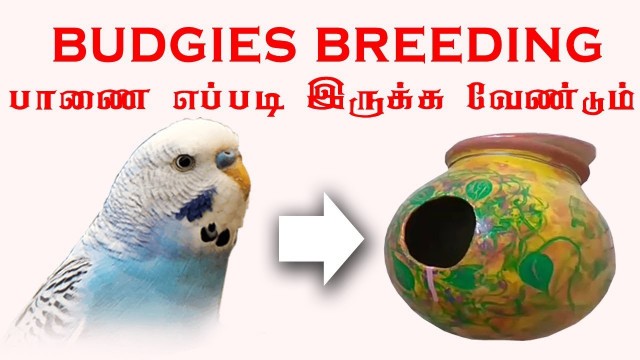 'budgies & lovebirds breeding setup Tamil | லவ்போர்ட்ஸ்  பானை மூடி தேவையா'