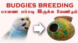 'budgies & lovebirds breeding setup Tamil | லவ்போர்ட்ஸ்  பானை மூடி தேவையா'