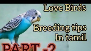 'Love birds complete breeding tips Tamil part 2 (தமிழ்) | Kingdom Of Pets'