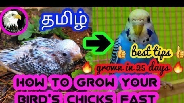 'How to grow birds chicks fast | tamil | more about pets | MAP |'