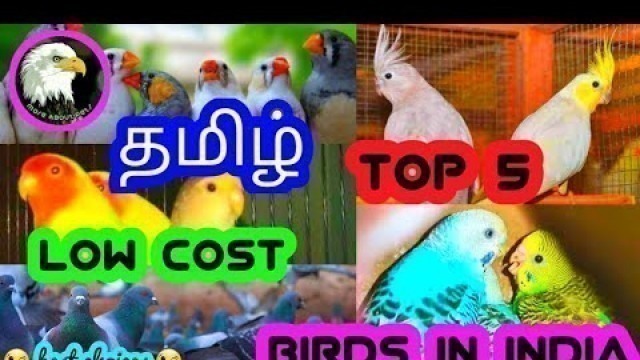 'Top 5 best low cost birds in india | tamil | more about pets | MAP |'