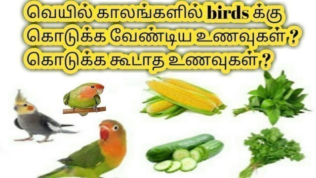 'summer season birds food and birds care in tamil'