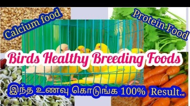 'Birds Healthy Breeding Food/Calcium food/Tamil/Pets Tamil update'