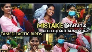 'EXOTIC BIRDS SHOP IN CHENNAI | TAMED BIRDS SALES SHOP IN CHENNAI TAMIL வெளிநாட்டு பறவைகள்'