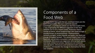 'Presentation Food Web of the Great Barrier Reef'