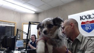 'PAWSitively Petland Radio Show - Australian Shepherd, Special Collars, Health Extension'