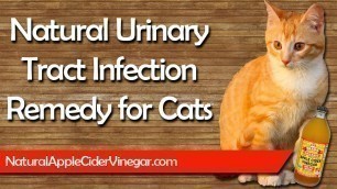 'Apple Cider Vinegar Remedy for Cat Urinary Tract Infections (UTI)'