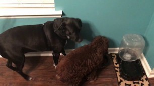'Dog goes crazy overa  dog guardian dog food'