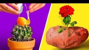 'Amazing Plant Growing Hacks || Simple Tips For Your Inner Gardener'