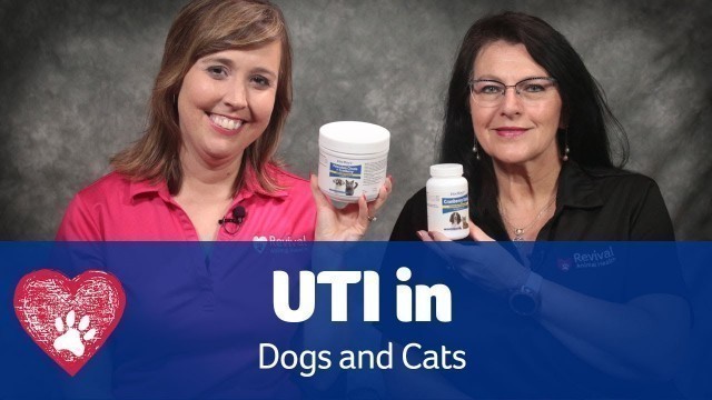 'Urinary Tract Infections in Dogs and Cats'