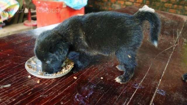 'Black puppies starving after deworming- feeding them with dry dog food mix milk'