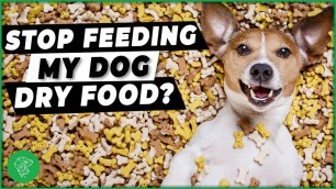 'Is Dry Pet Food Bad For Our Pets? Advice From The Ultimate Pet Vet'