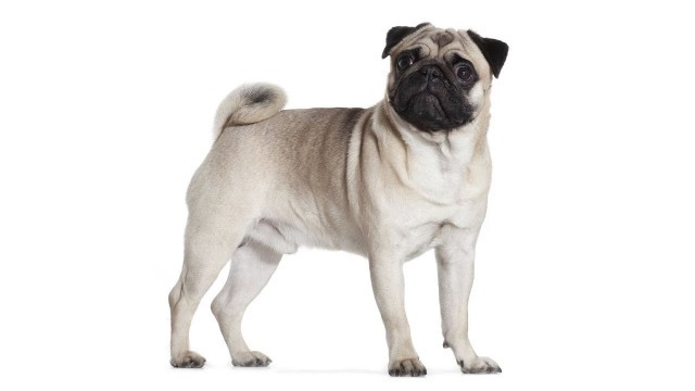 'Royal Canin | Pug Adult | Dry Dog Food'